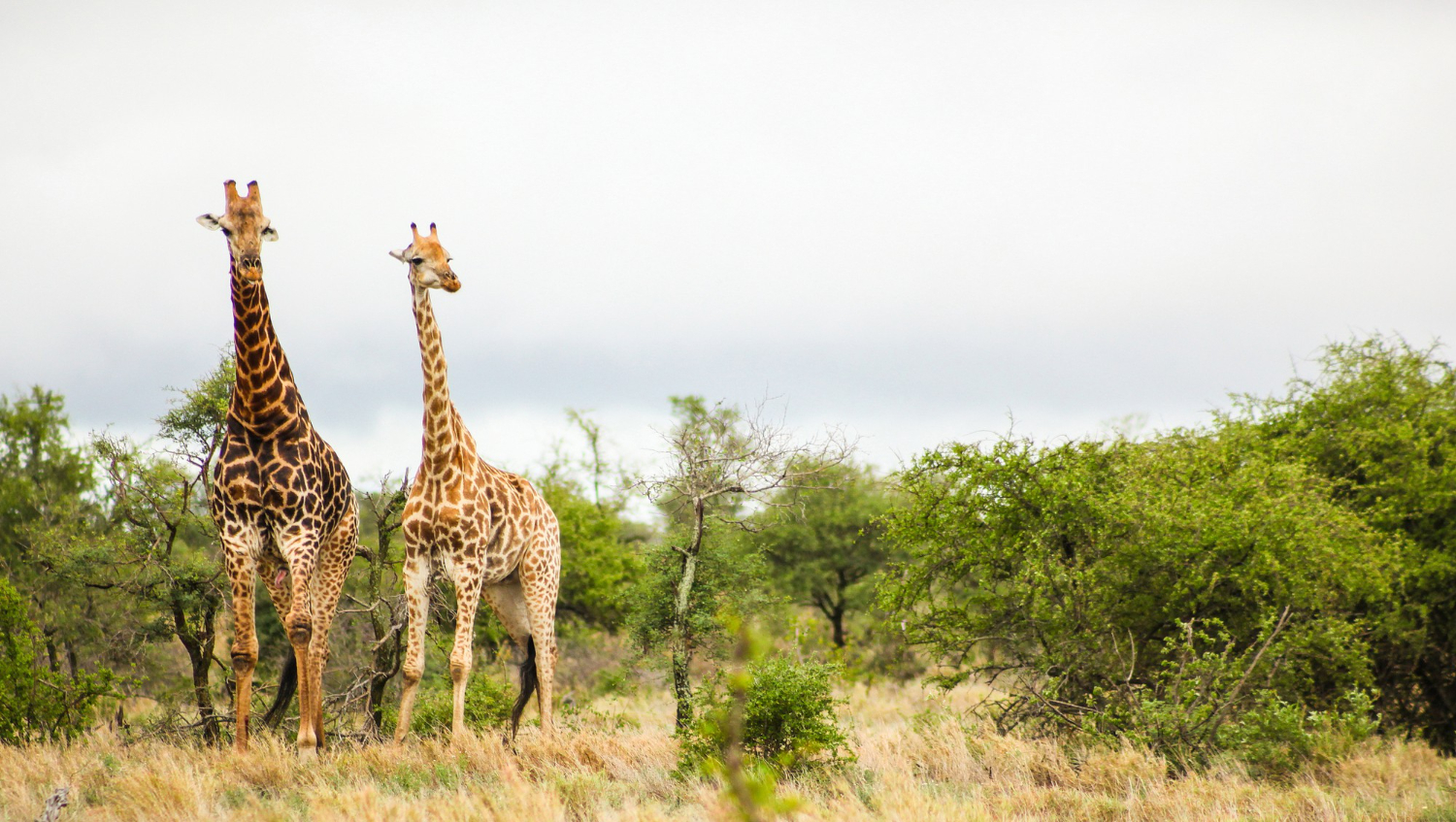 shot-two-cute-tall-giraffes-safari-south-africa